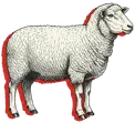 Winola Farm sheep